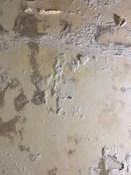 Trusted Cabana Colony, FL Mold Remediation Experts